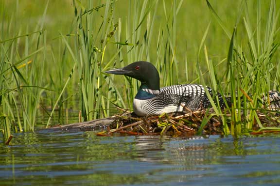 Common Loon on nest