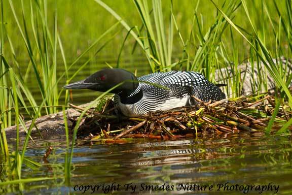 Common Loon on nest