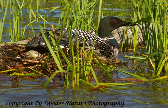 Common Loon sliding off the nest with one egg