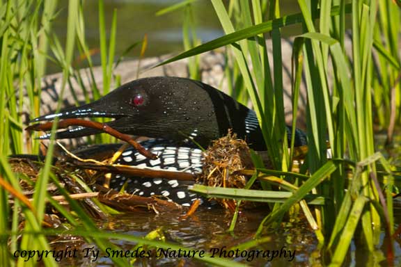 Common Loon adding vegitation to her nest