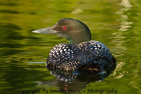 Loafing Common Loon