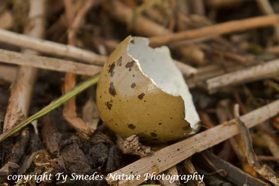 Common Loon egg shell after successful hatch