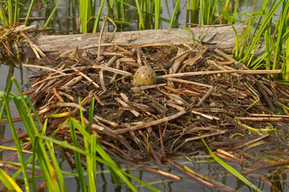 Common Loon nest with egg