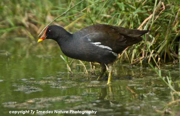 Common Moorhen, Serengeti National Park, Tanzania