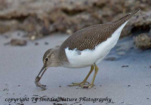 Common Sandpiper, Chobe National Park, Botswana