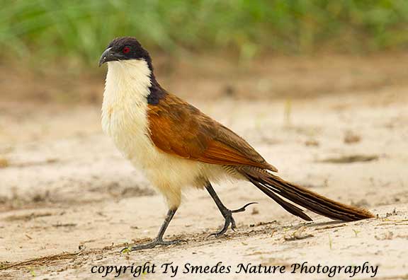 Coppery-Tailed Coucal, Botswana