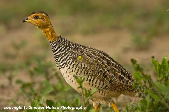 Coqui Francolin, Serengeti National Park, Tanzania