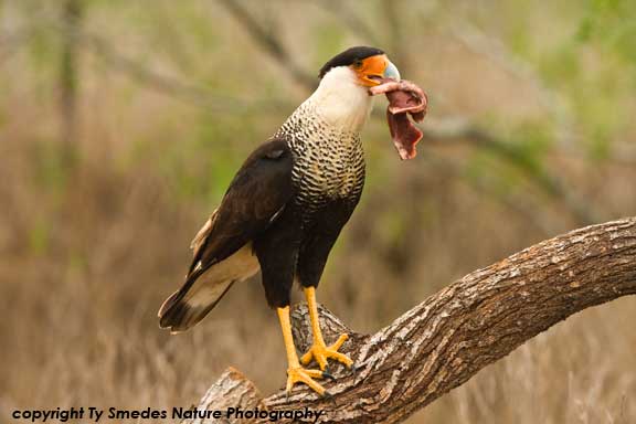 Crested Caracara