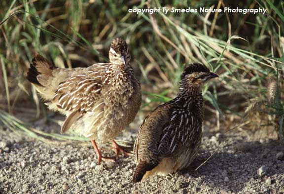 Crested Francolin pair in Tarangire National Park, Tanzania