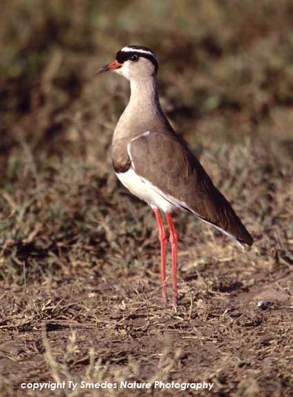 Crowned Plover, Serengeti National Park, Tanzania