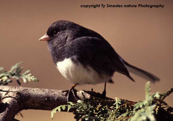 Dark-eyed Junco