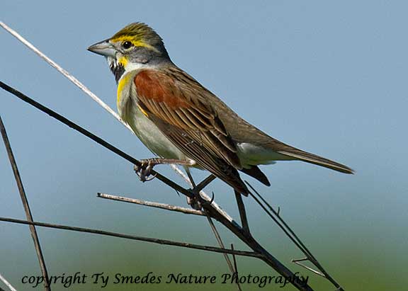 Dickcissel