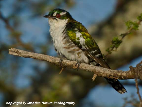 Diederik Cuckoo , Serengeti National Park, Tanzania