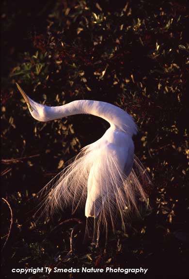 Common Egret, Displaying