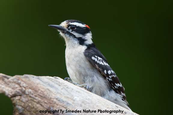 Downy Woodpecker