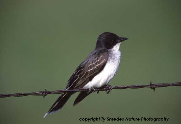 Eastern Kingbird
