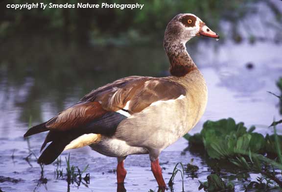 Egyptian Goose, Masai Mara Game Reserve, Kenya