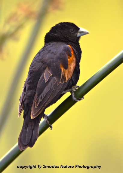 Fan-tailed Widowbird, Ngorongoro Crater, Tanzania