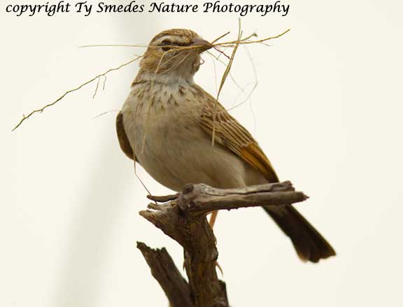 Fawn-Coloured Lark, Botswana