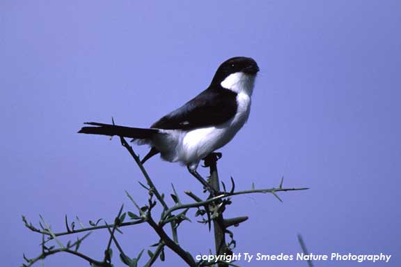 Common Fiscal Shrike, Masai Mara, Kenya