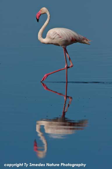 Greater Flamingo, Lake Masek, Serengeti National Park, Tanzania