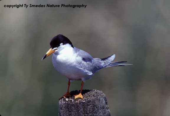 Forster's Tern