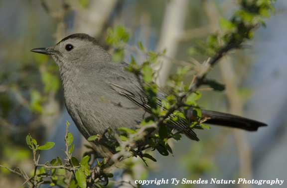 Gray-headed Catbird