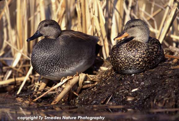 Gadwall Pair