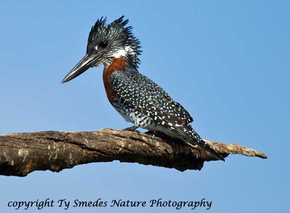 Giant Kingfisher, Chobe National Park, Botswana
