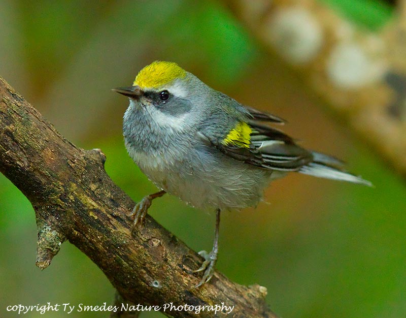 Golden-winged Warbler (female)