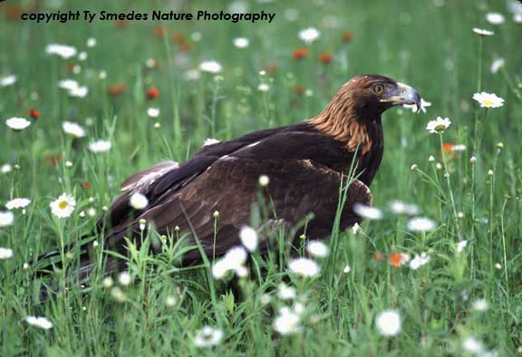Golden Eagle
