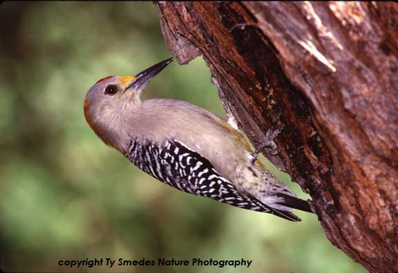 Golden Fronted Woodpecker