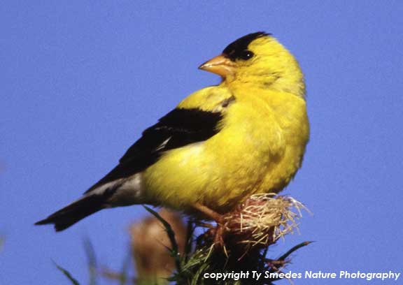 Goldfinch on thistle