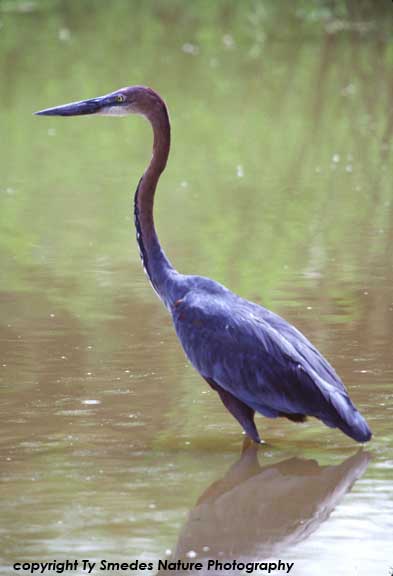 Goliath Heron, Tarangire National Park, Tanzania