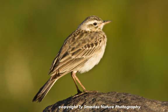 Grassland Pipit, Ngorongoro Crater, Tanzania