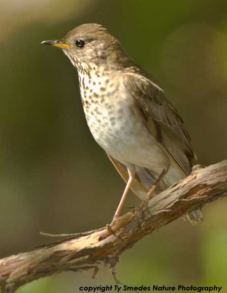Gray-cheecked Thrush