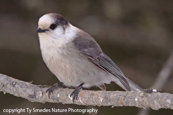 Gray Jay