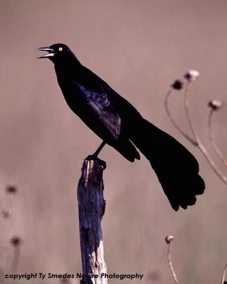 Great-tailed Grackle
