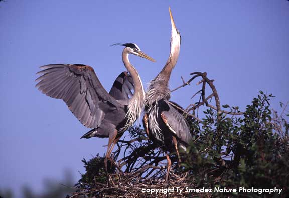 Great Blue Herons displaying at the nest