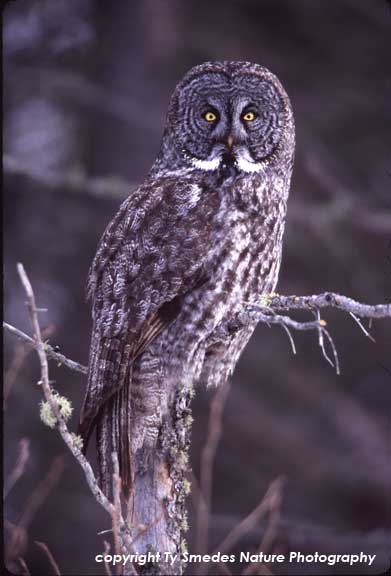 Great Gray Owl