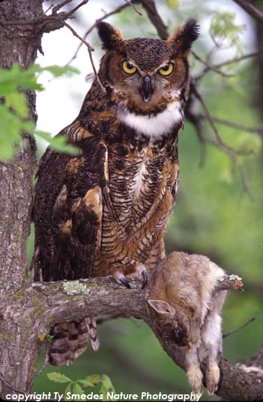 Great Horned Owl with Cottontail Rabbit