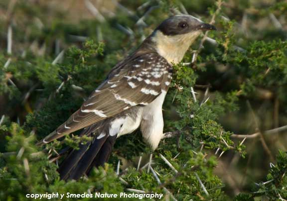 Great Spotted Cuckoo, Serengeti National Park, Tanzania