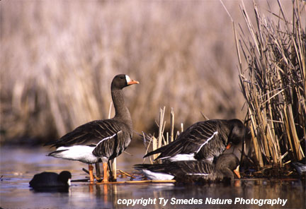 Greater White-fronted Geese