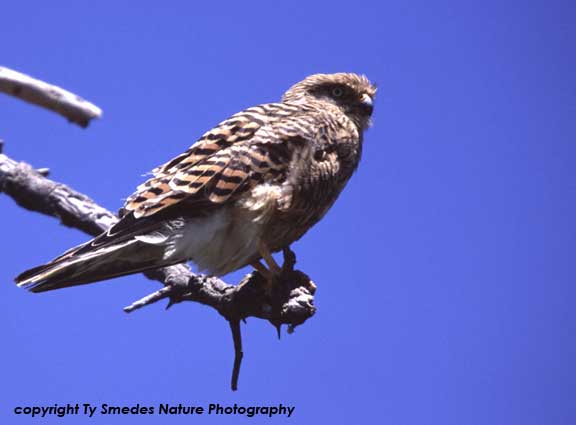 Greater Kestrel, Serengeti National Park, Tanzania