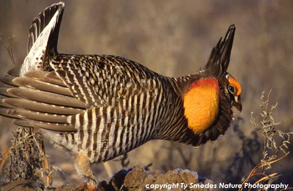 Greater Prairie Chicken