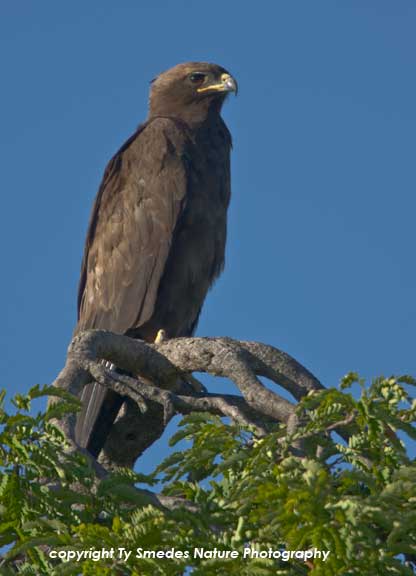 Greater Spotted Eagle, Serengeti National Park, Tanzania