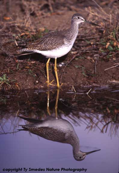 Greater Yellowlegs