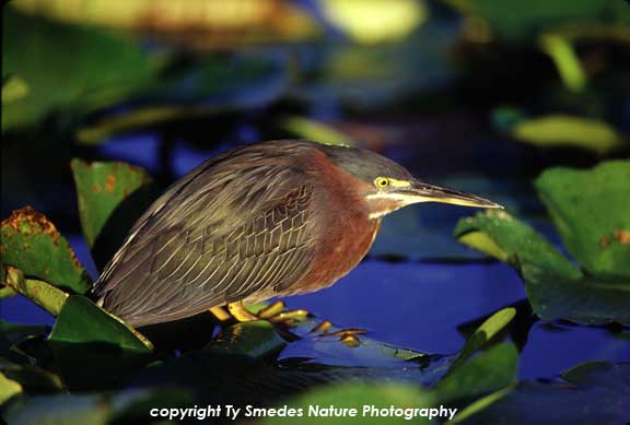 Green Heron