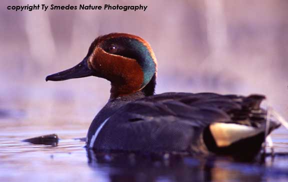 Greenwinged Teal