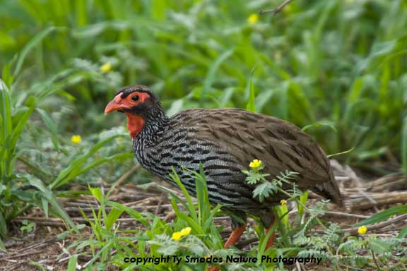 Grey-breasted Spurfowl, Tarangire National Park, Tanzania